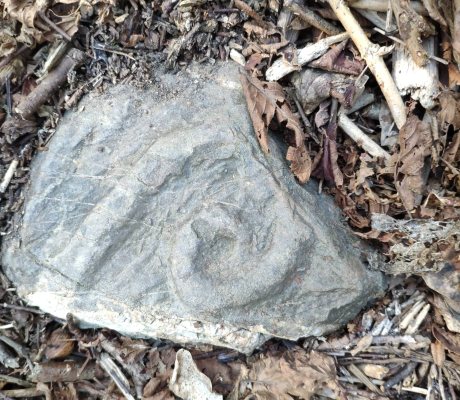 Flysch a elmintoiti - Foto Giusti Gianni